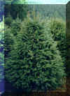 Douglas Fir