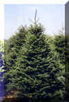 Fraser Fir
